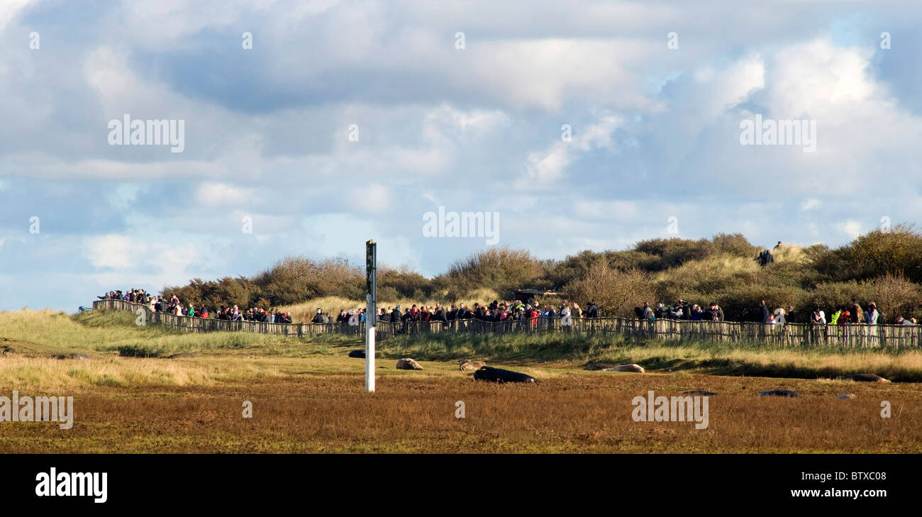 IMAGE PANORAMIQUE DE Public, visiteurs à Donna Nook seal sanctuary en hiver. Novembre. Banque D'Images