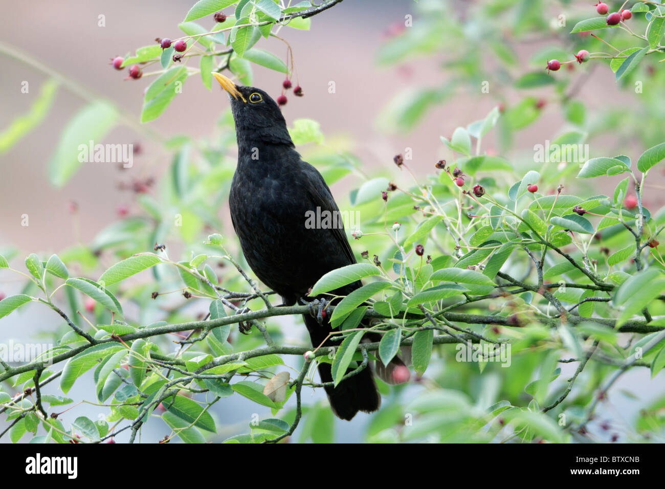 Blackbird (Turdus merula), il se nourrit de petits fruits, le jardin de l'été, Allemagne Banque D'Images