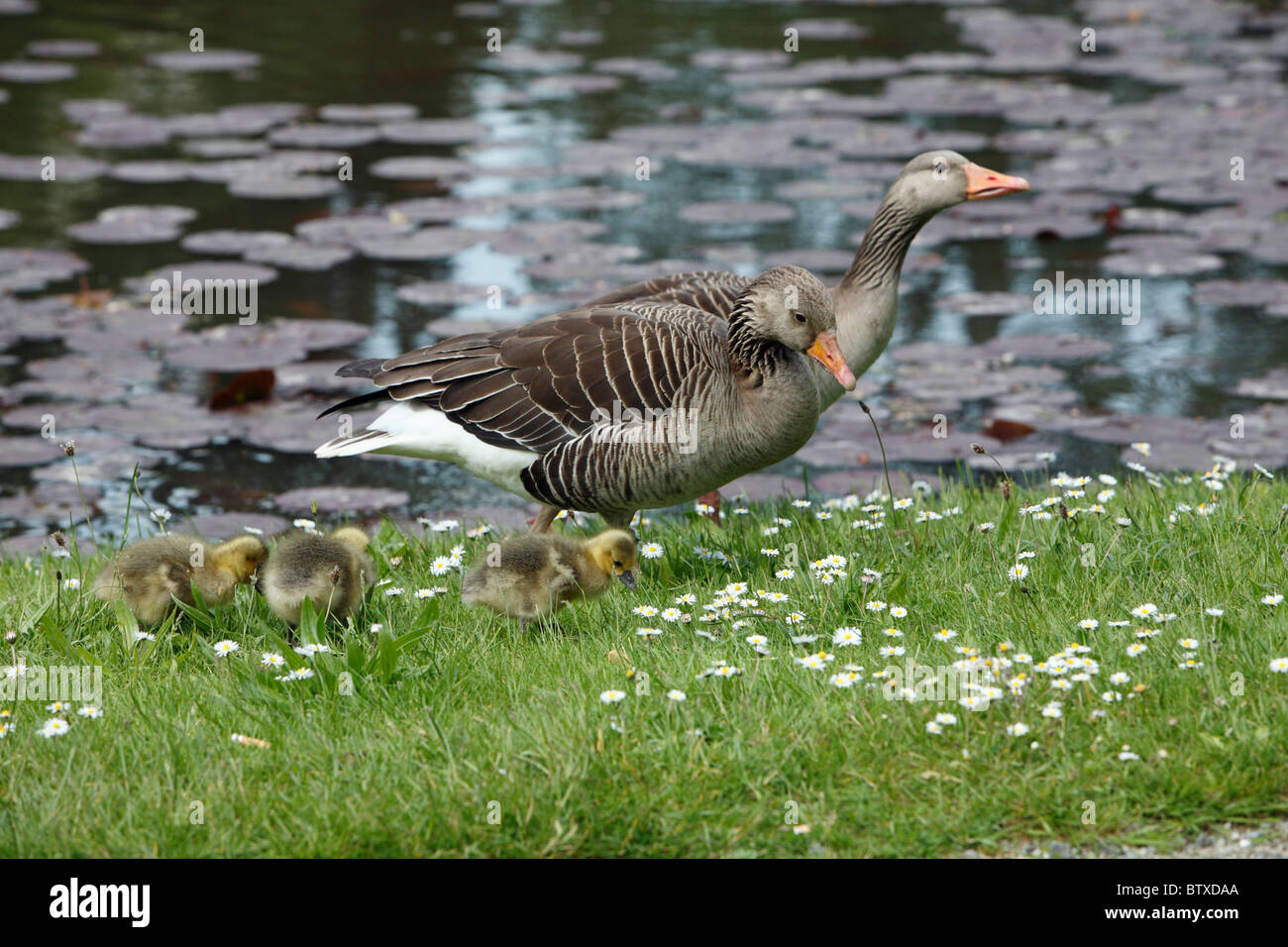 Oie cendrée (Anser anser), parents et oisons sur les rives du lac de l'alimentation, Allemagne Banque D'Images