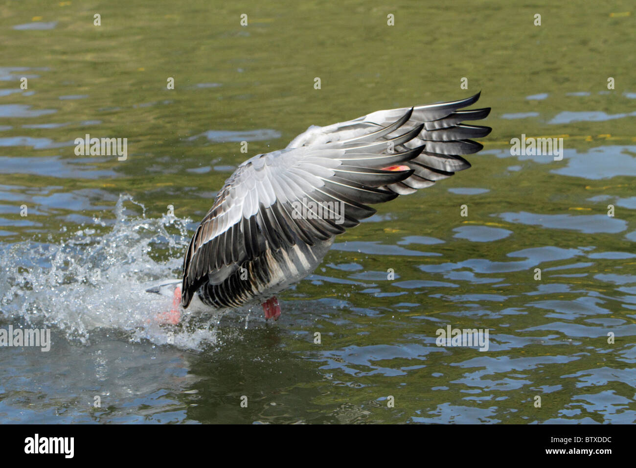 Oie cendrée (Anser anser), Gander en travers de la surface de l'eau, affichant à femelle pendant la saison de reproduction, Allemagne Banque D'Images
