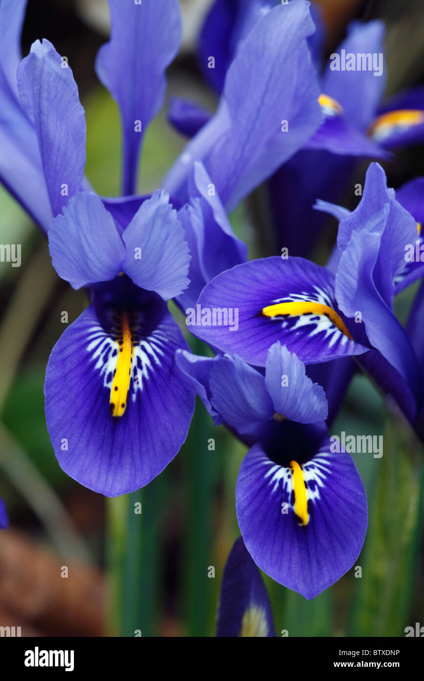 Unguiclaris Iris Iris (cultivar), la floraison dans le jardin au début du printemps, Allemagne Banque D'Images