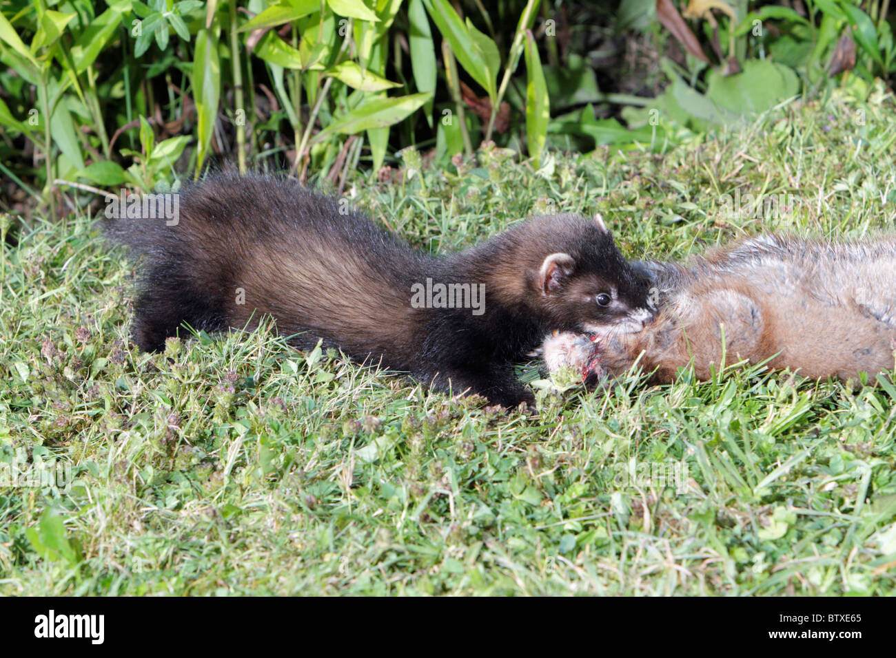 Le Putois Mustela Putorius Les Jeunes De L Alimentation Des Animaux Morts Sur Le Rat Musque Allemagne Photo Stock Alamy