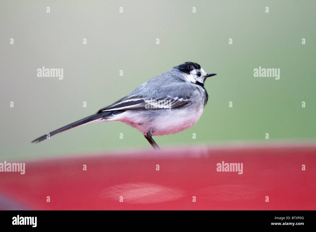 Bergeronnette grise ( Motacilla alba), perché sur toit de voiture, Allemagne Banque D'Images