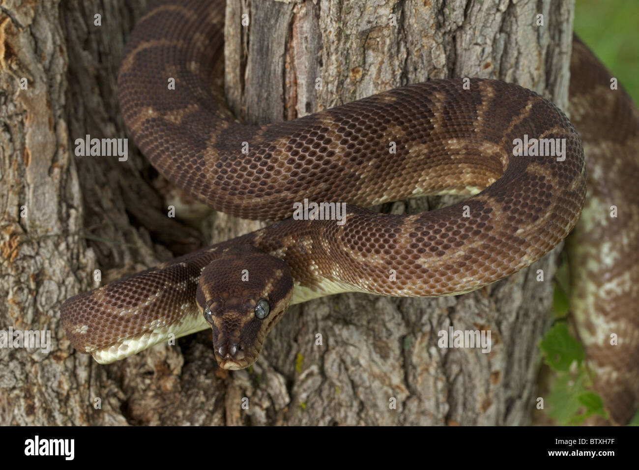 À l'échelle approximative (Python Morelia carinata) posture défensive - Australie - prisonnier - l'un des plus rares serpents dans le monde Banque D'Images