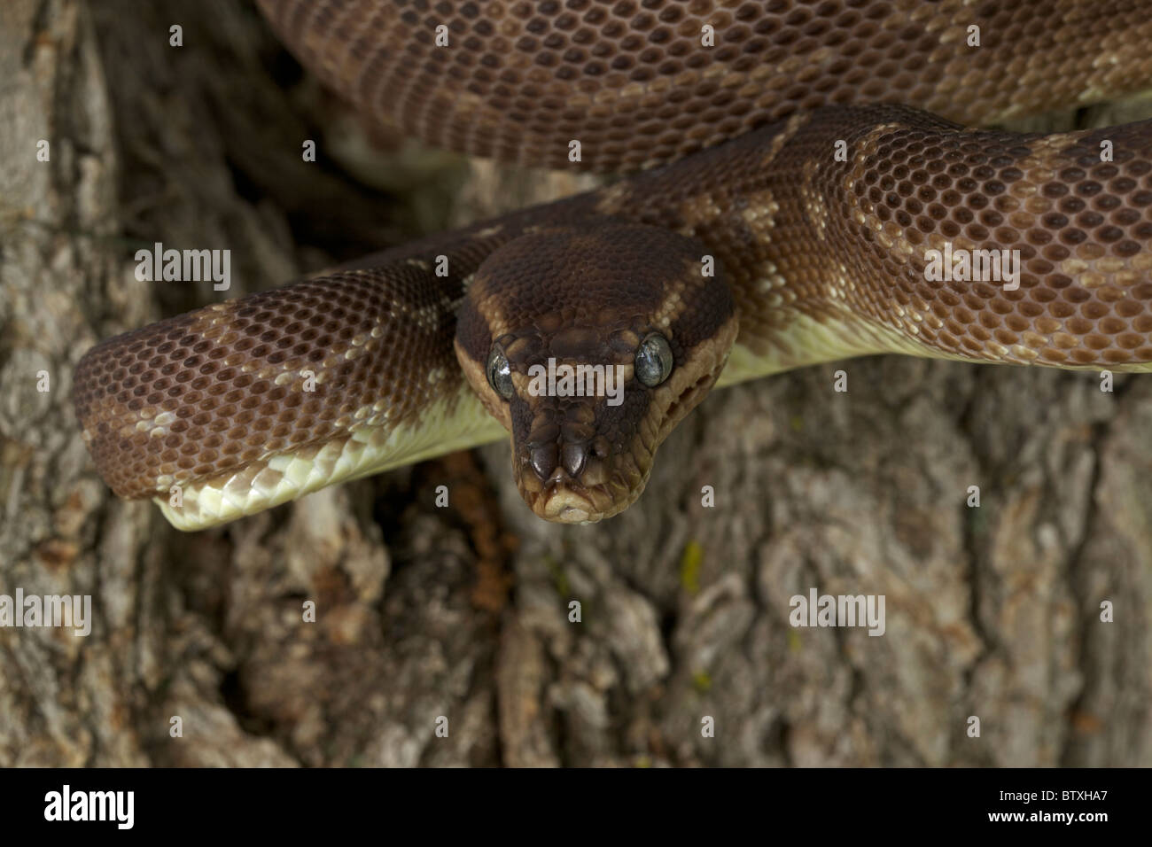 À l'échelle approximative (Python Morelia carinata) posture défensive - Australie - prisonnier - l'un des plus rares serpents dans le monde Banque D'Images