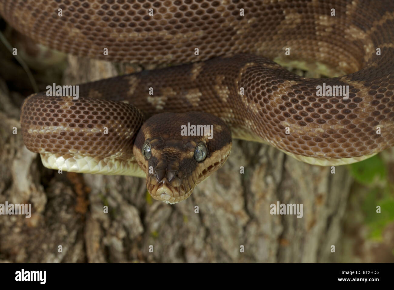 À l'échelle approximative (Python Morelia carinata) posture défensive - Australie - prisonnier - l'un des plus rares serpents dans le monde Banque D'Images