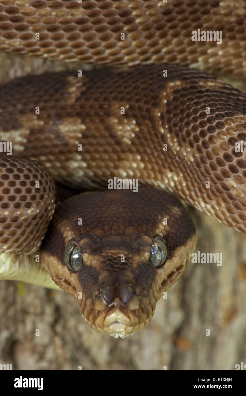 À l'échelle approximative (Python Morelia carinata) posture défensive - Australie - prisonnier - l'un des plus rares serpents dans le monde Banque D'Images