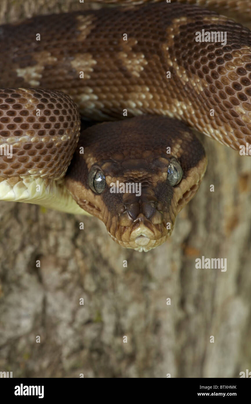 À l'échelle approximative (Python Morelia carinata) posture défensive - Australie - prisonnier - l'un des plus rares serpents dans le monde Banque D'Images