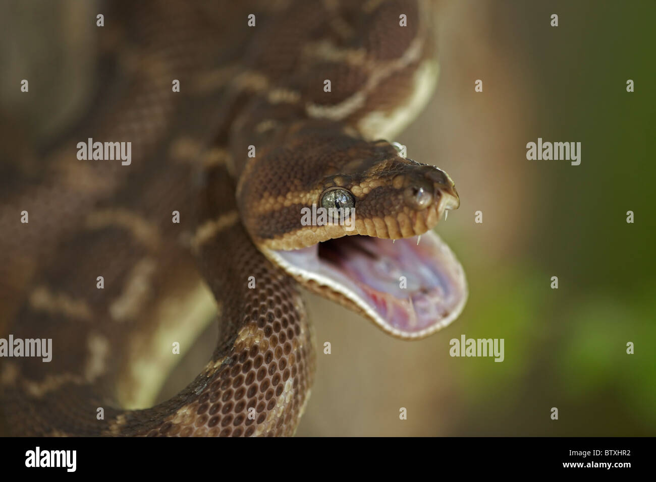 À l'échelle approximative (Python Morelia carinata) posture défensive - Australie - prisonnier - l'un des plus rares serpents dans le monde Banque D'Images