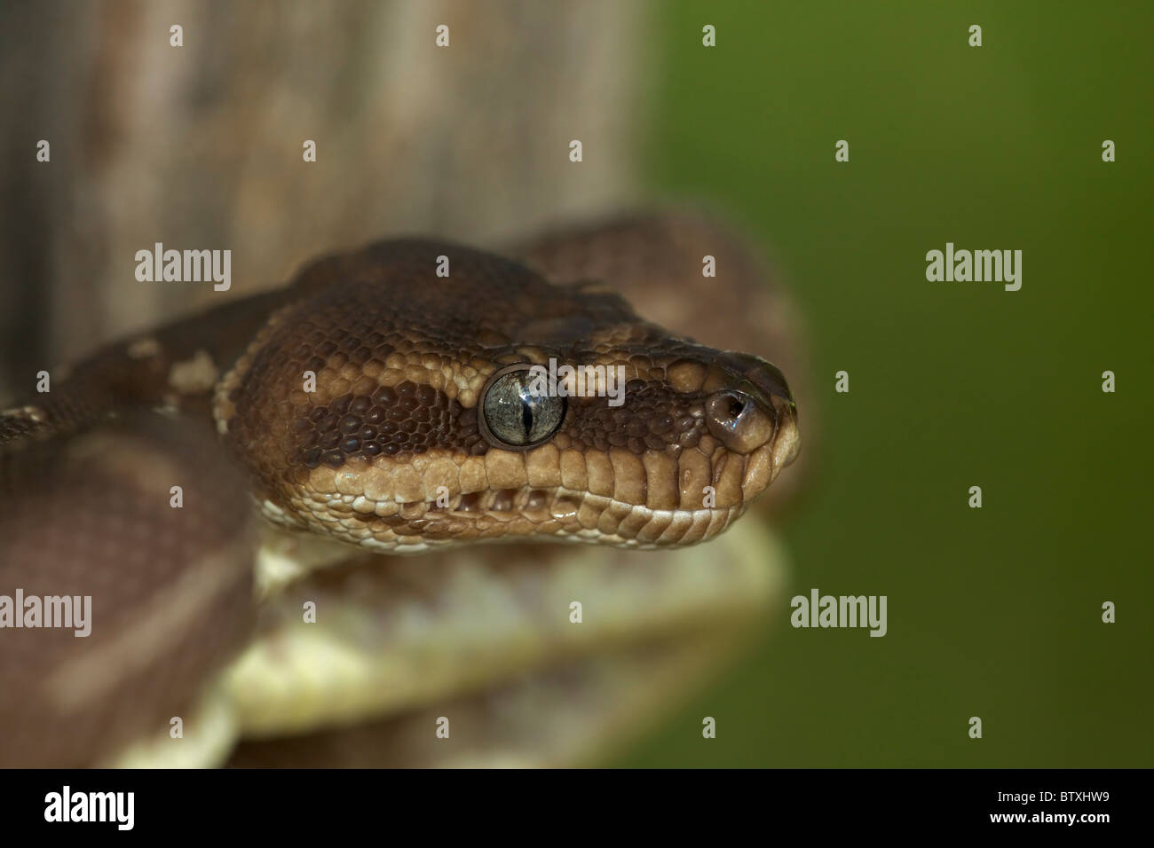 À l'échelle approximative (Python Morelia carinata) posture défensive - Australie - prisonnier - l'un des plus rares serpents dans le monde Banque D'Images