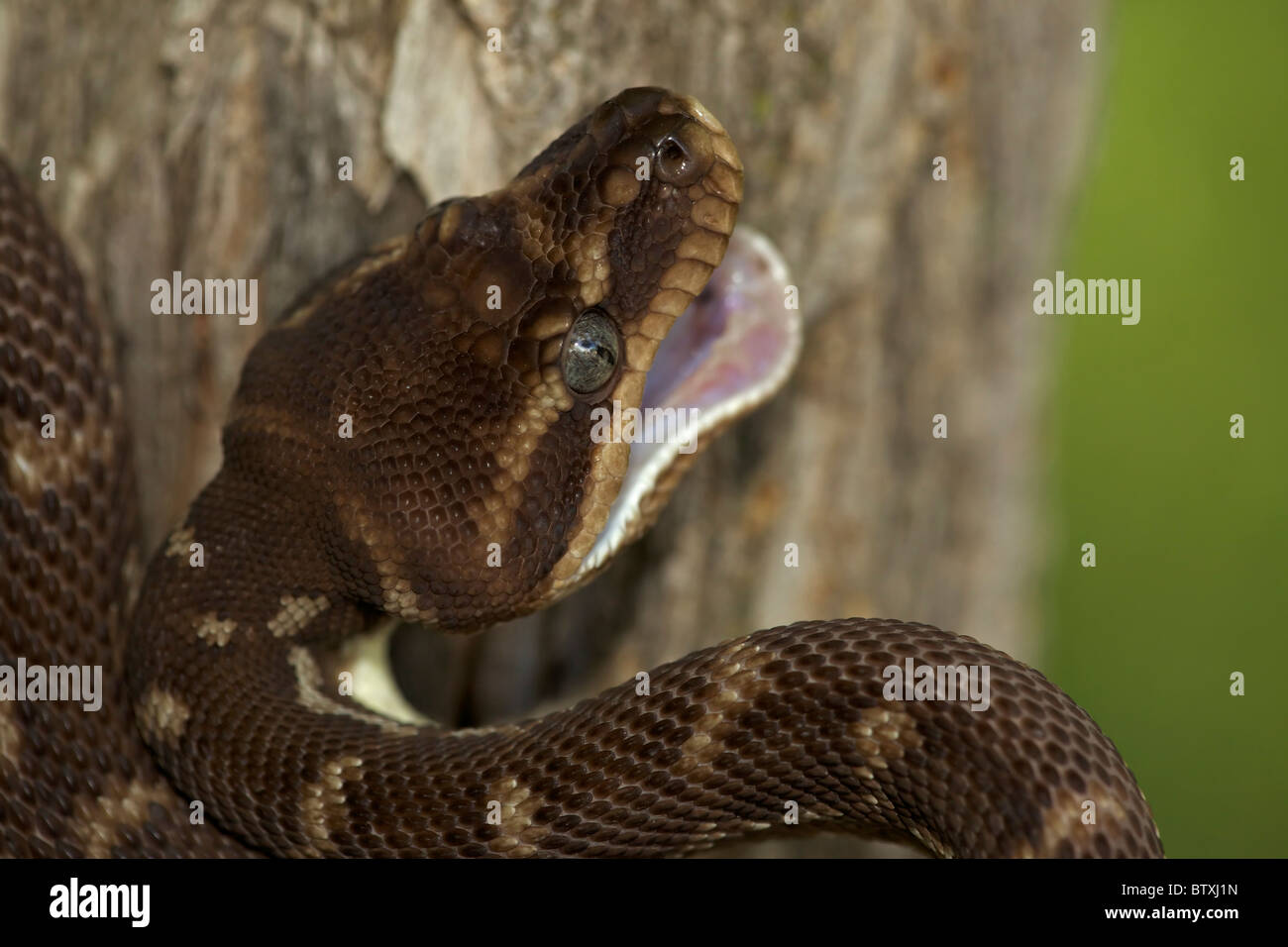 À l'échelle approximative (Python Morelia carinata) posture défensive - Australie - prisonnier - l'un des plus rares serpents dans le monde Banque D'Images