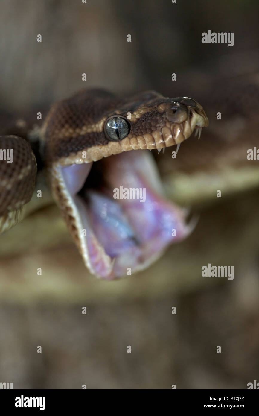 À l'échelle approximative (Python Morelia carinata) posture défensive - Australie - prisonnier - l'un des plus rares serpents dans le monde Banque D'Images