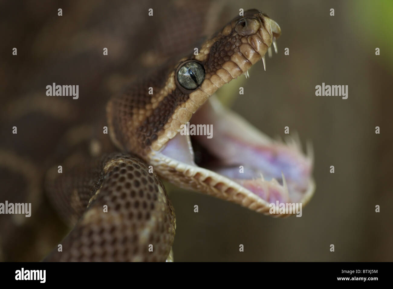 À l'échelle approximative (Python Morelia carinata) posture défensive - Australie - prisonnier - l'un des plus rares serpents dans le monde Banque D'Images