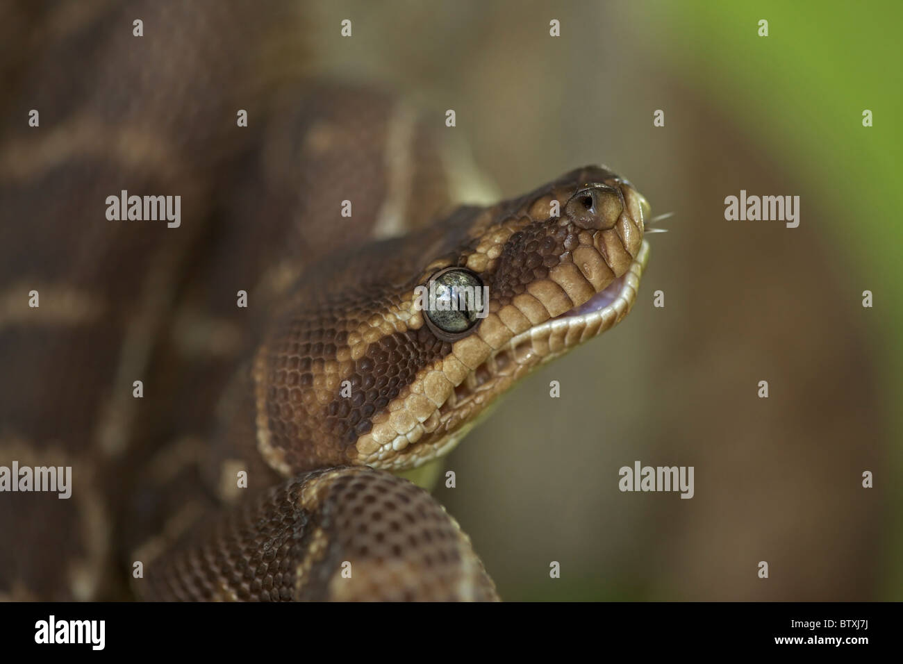 À l'échelle approximative (Python Morelia carinata) posture défensive - Australie - prisonnier - l'un des plus rares serpents dans le monde Banque D'Images