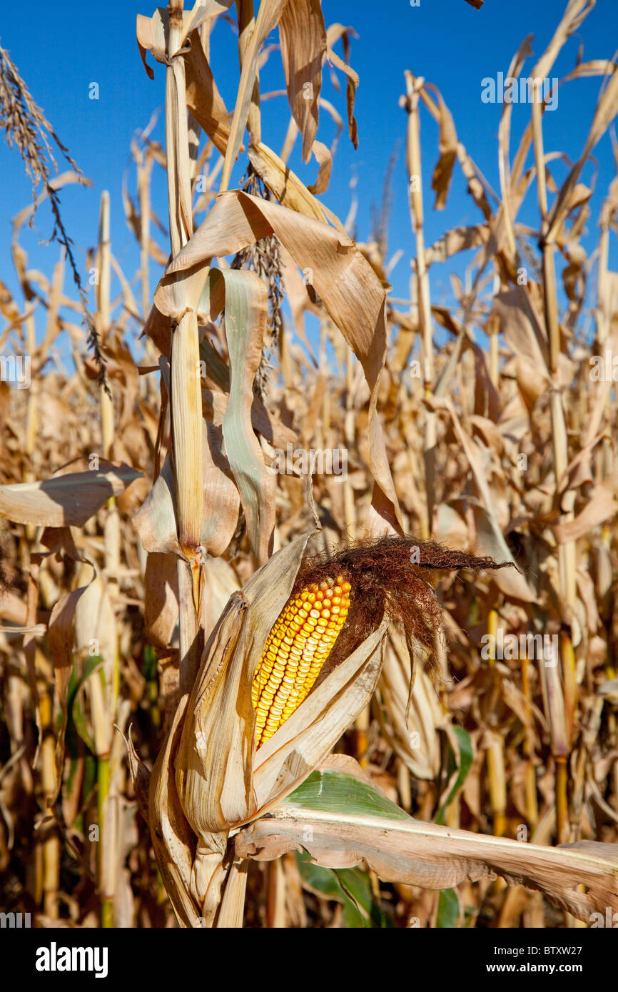 Venu nourrir les épis de maïs et les tiges sur un champ près de Winkler, au Manitoba, Canada. Banque D'Images