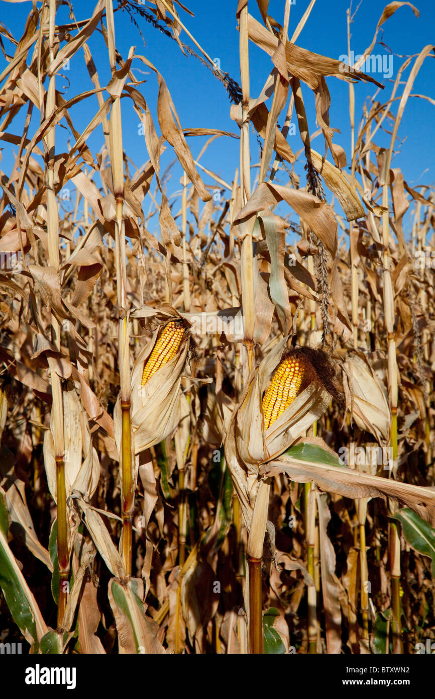Venu nourrir les tiges de maïs et d'épis sur un champ près de Winkler, au Manitoba, Canada. Banque D'Images
