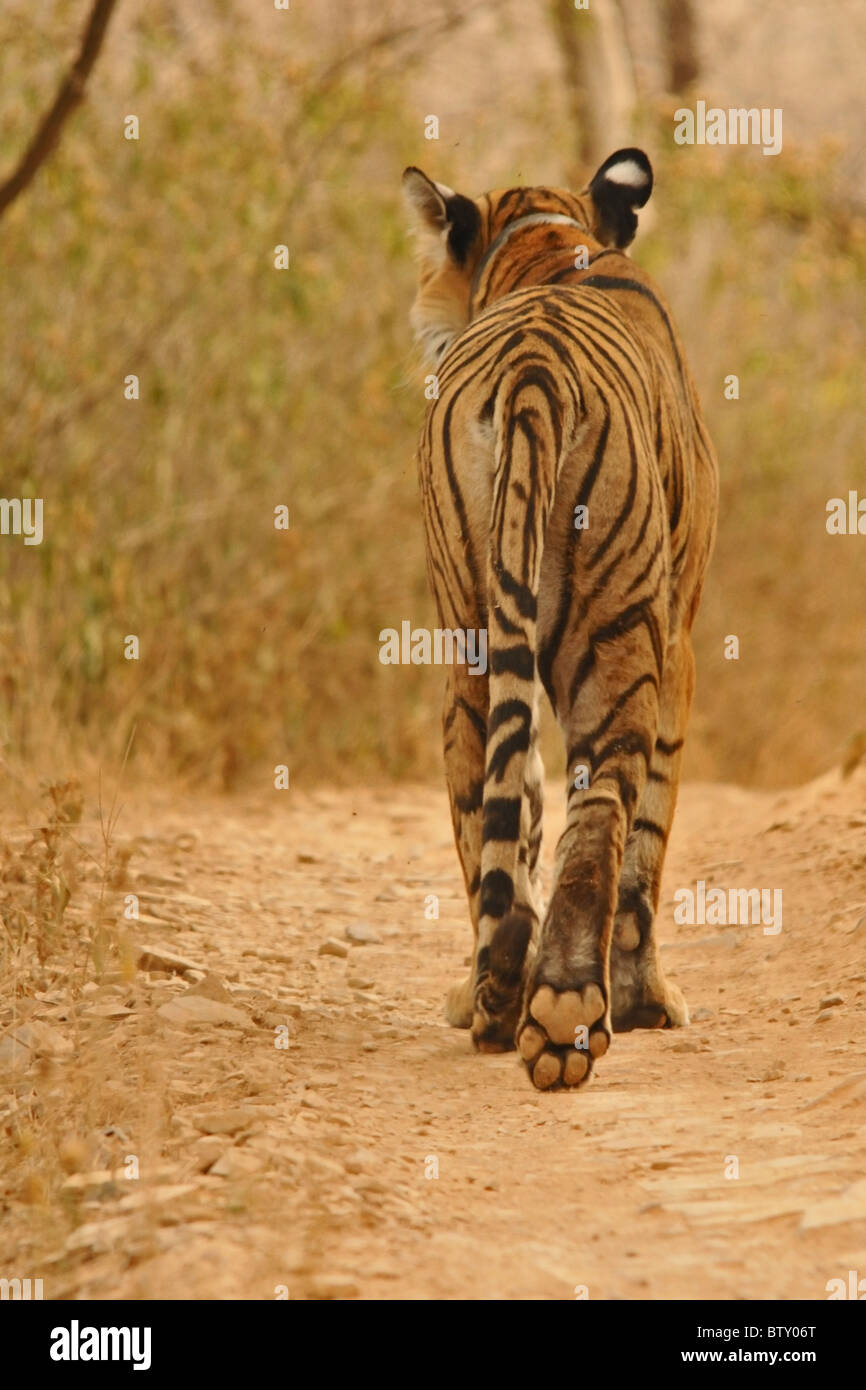 Royal Bengal Tiger Paw Inde Marche Le braconnage de Conservation Banque D'Images