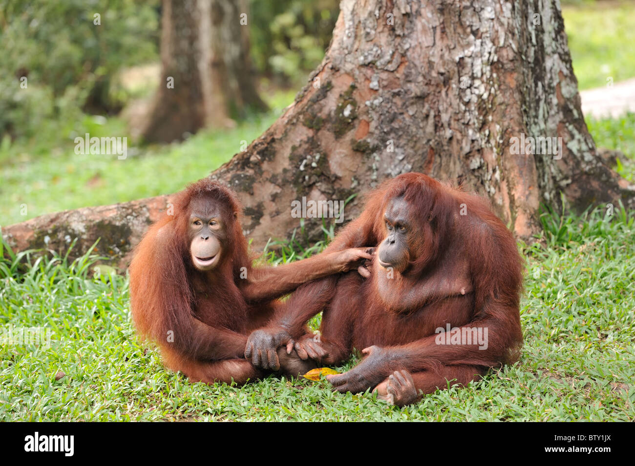 Photo de deux singes Orangs Outans assis face à côté de l'autre avec l'un d'entre eux essayant de chatouiller l'autre sous son aisselle. Banque D'Images