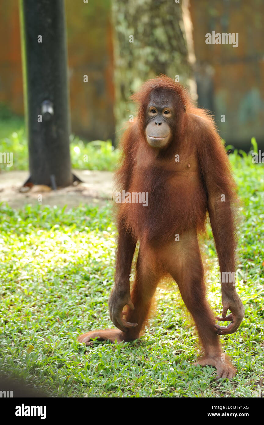 Photo d'un singe Orang Utan debout sur ses pieds à la difficulté. Banque D'Images