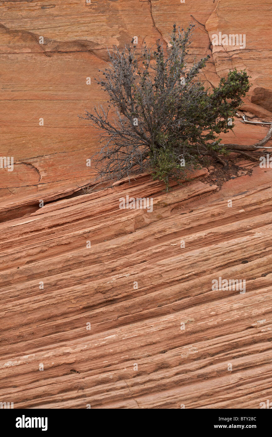 Le parc national de Zion - Utah - USA - montrant les couches de grès en lits Banque D'Images