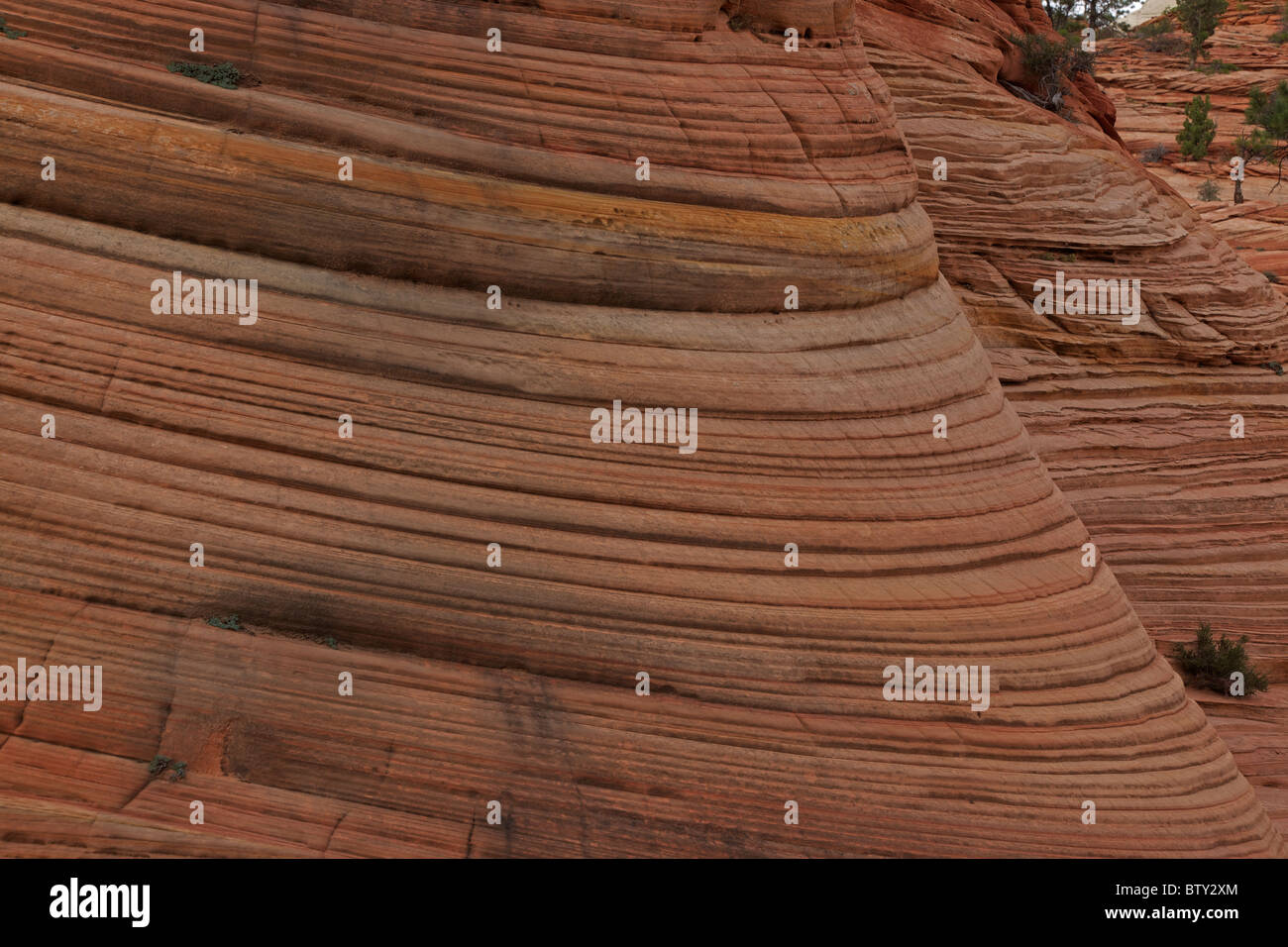 Le parc national de Zion - Utah - USA - montrant les couches de grès en lits Banque D'Images