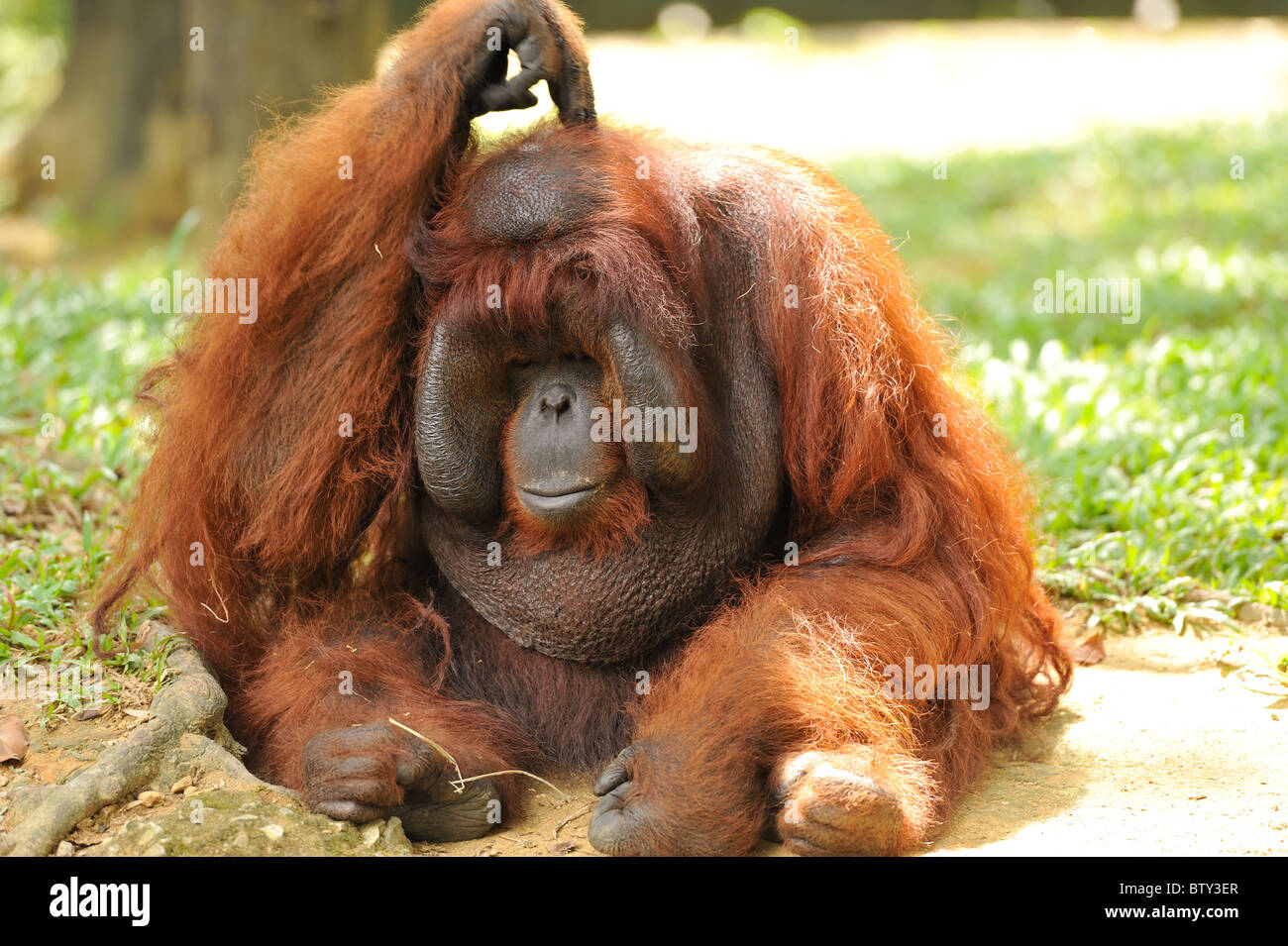 Singe mignon photo d'un orang-outan assis sur le plancher et avec une part de rayer sa tête chauve. Banque D'Images