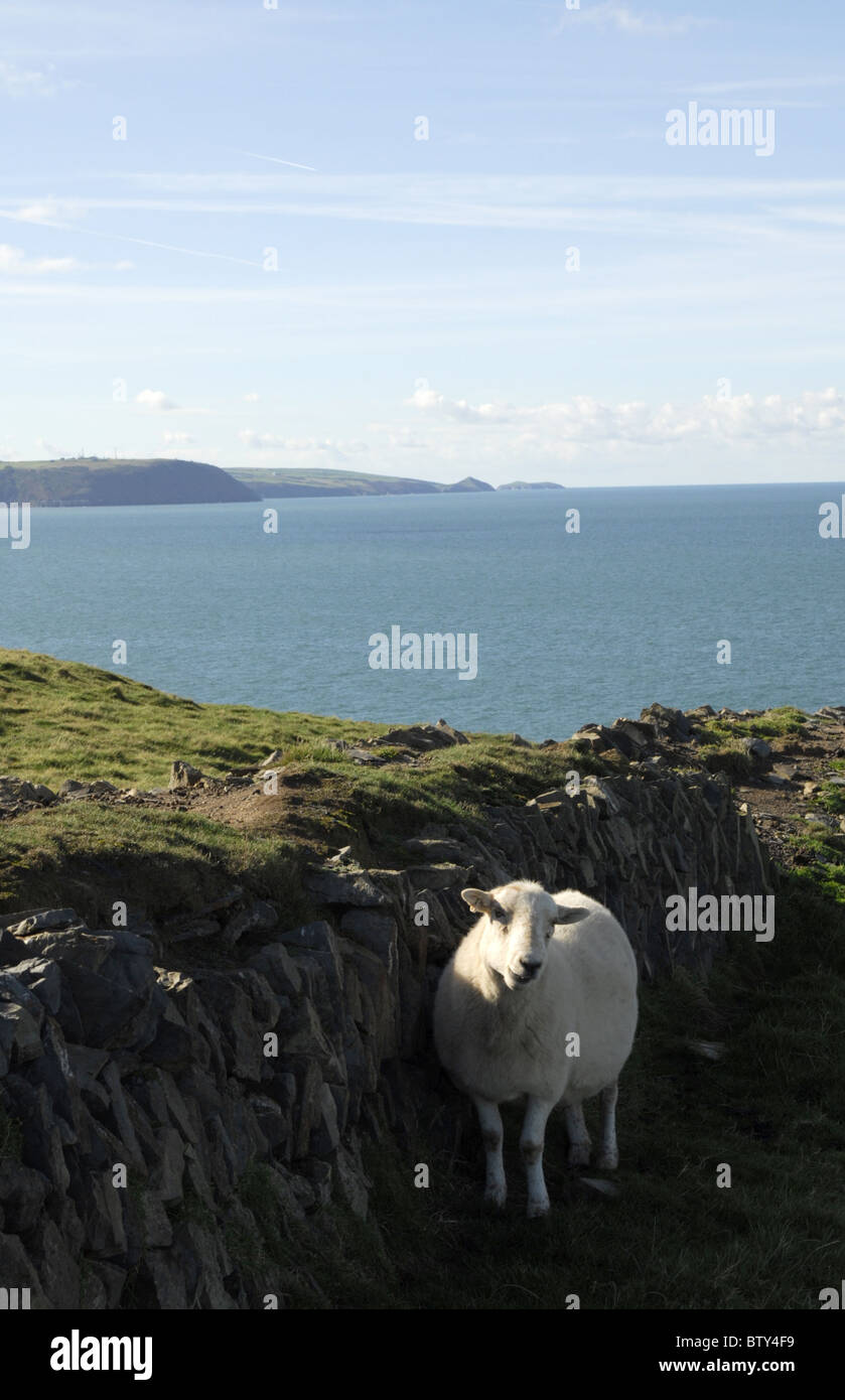 Mouton à Ynys-Lochtyn Llangranog, Ceredigion, sur le milieu de la côte galloise. À l'égard du Sud et l'Île Mwnt Cardigan. Banque D'Images