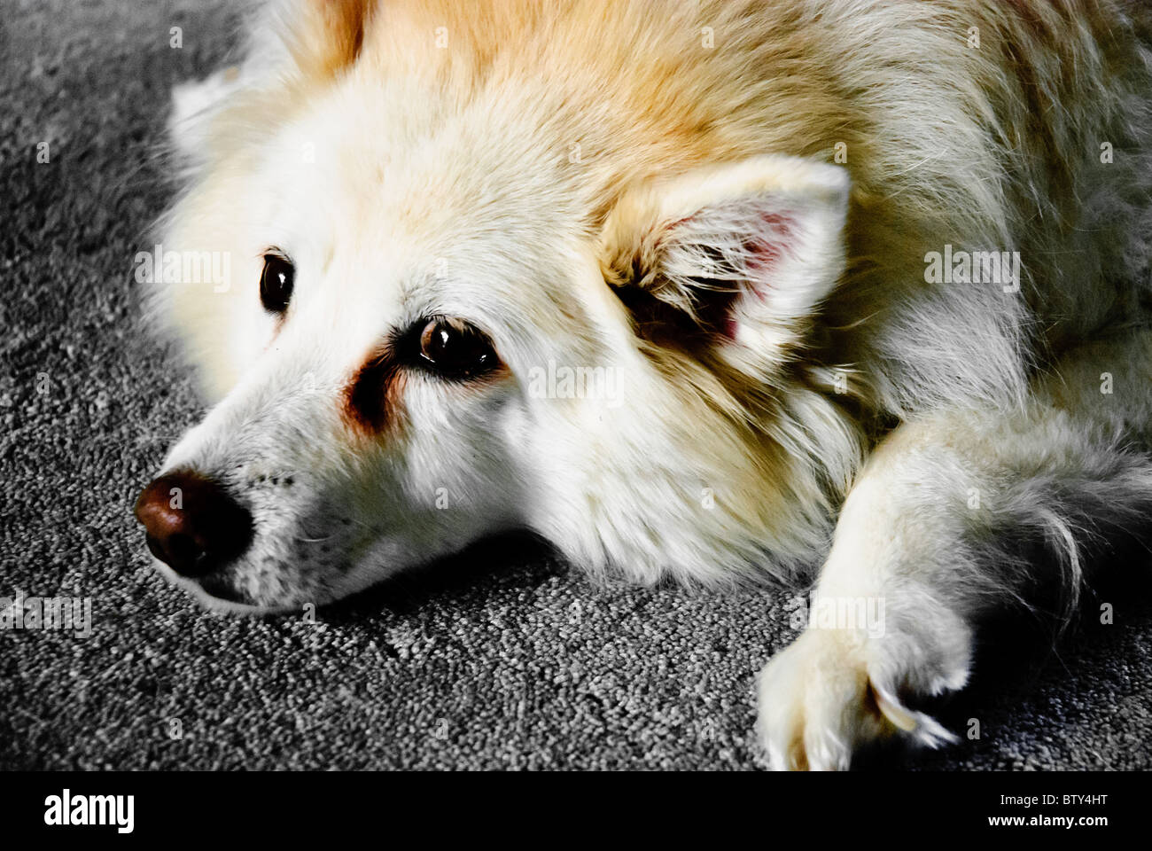 American Eskimo Dog lying down Banque D'Images