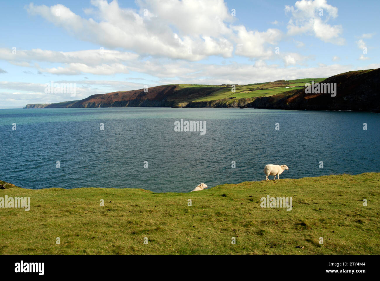 Deux Moutons à Ynys-Lochtyn, près de Llangranog, Ceredigion sur le milieu de la côte galloise Banque D'Images