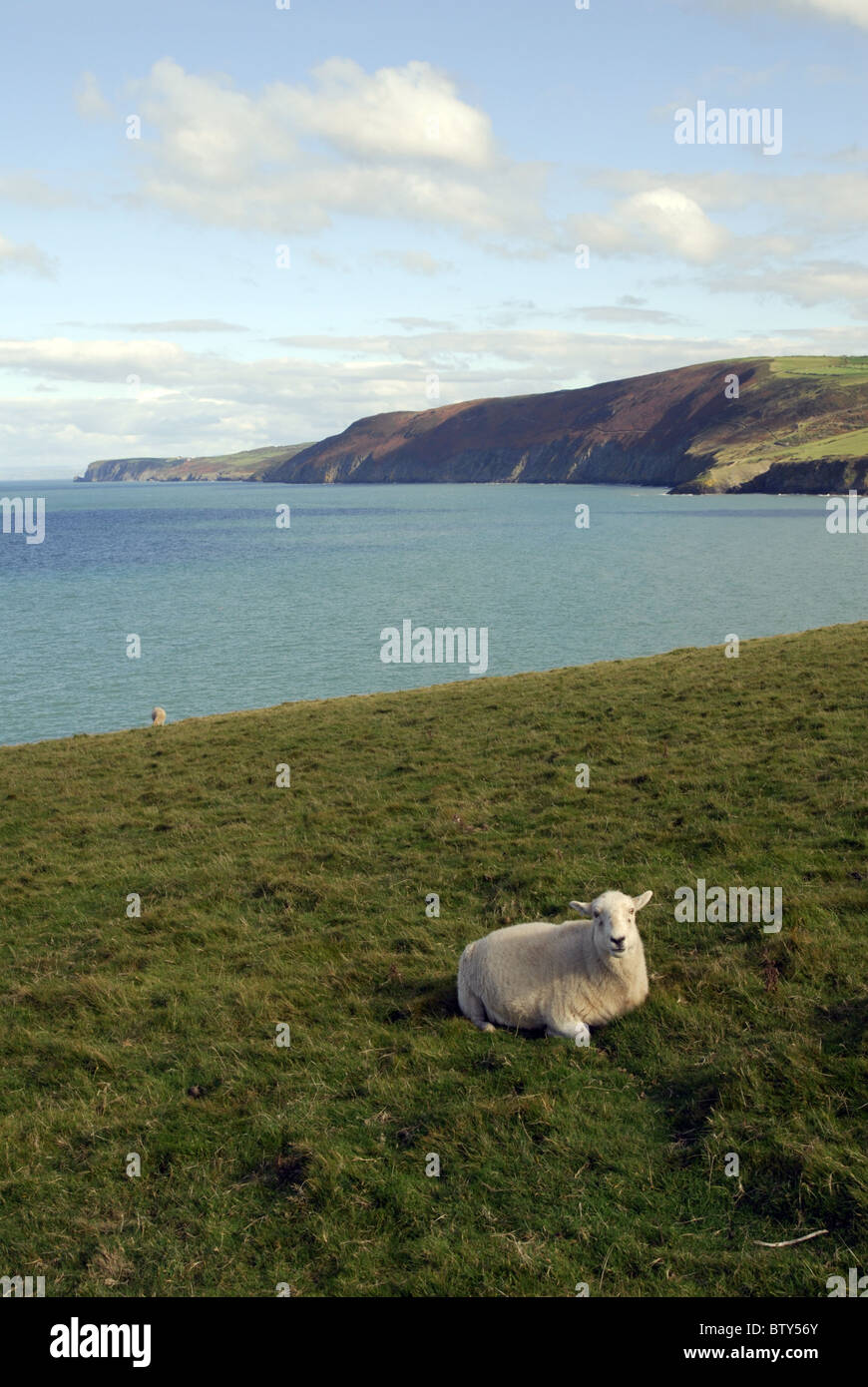 Mouton à Ynys-Lochtyn, près de Llangranog, Ceredigion sur le milieu de la côte galloise. Banque D'Images