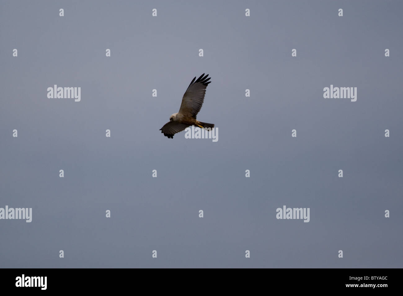 Hawk Eagle Falcon 'oiseaux oiseau de proie' aile des animaux de la faune soleil Ciel bleu 'Blue Sky' Fly en plumes de vol Plumage Liberté Banque D'Images
