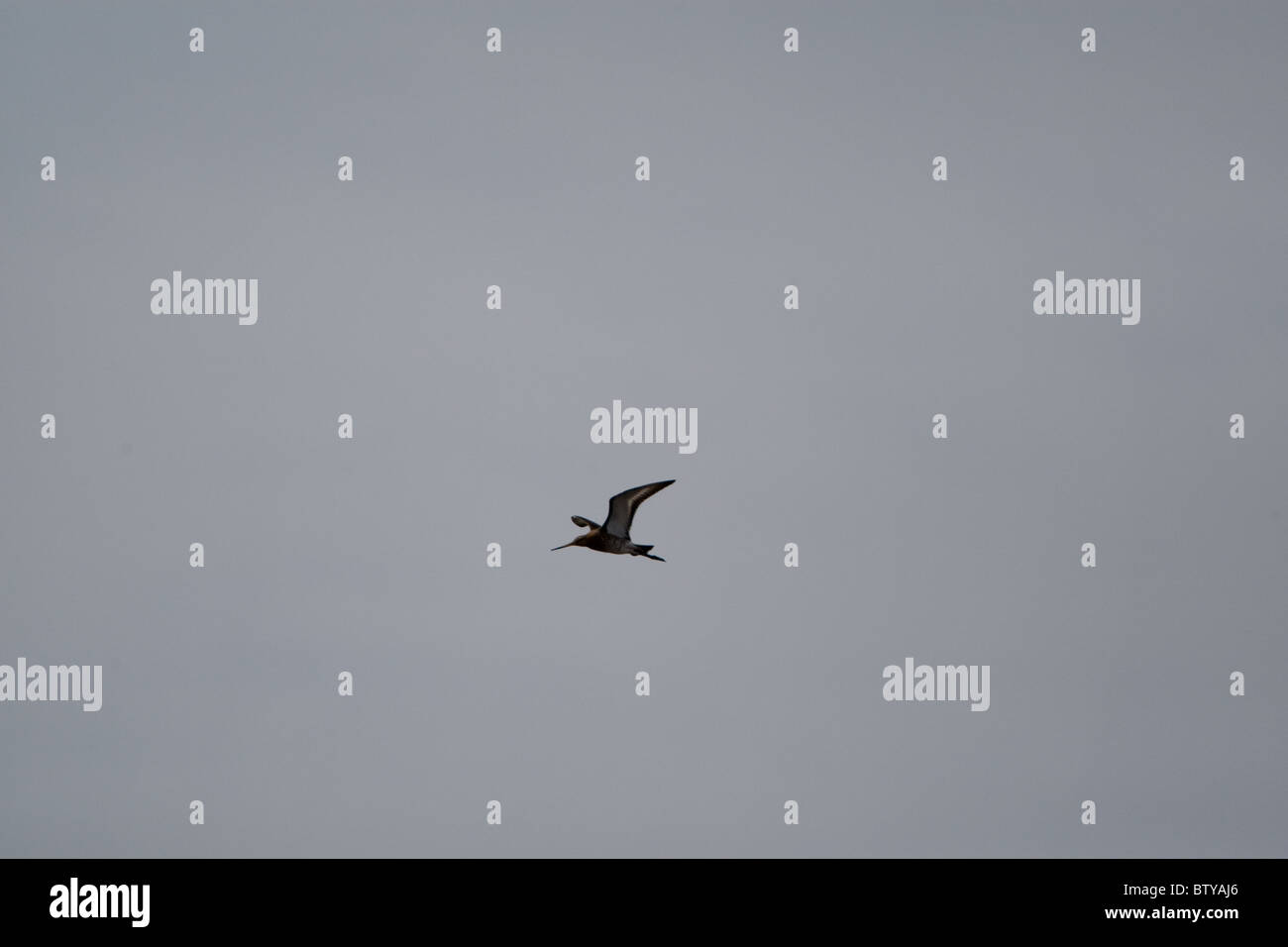 Hawk Eagle Falcon 'oiseaux oiseau de proie' aile des animaux de la faune soleil Ciel bleu 'Blue Sky' Fly en plumes de vol Plumage Liberté Banque D'Images