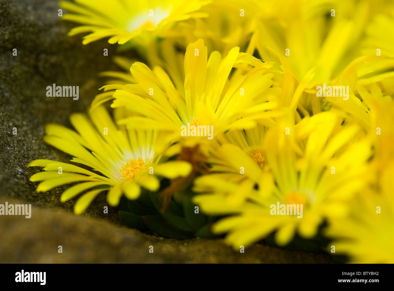 DELOSPERMA CONGESTUM Pépite d'HARDY ICE PLANT Banque D'Images