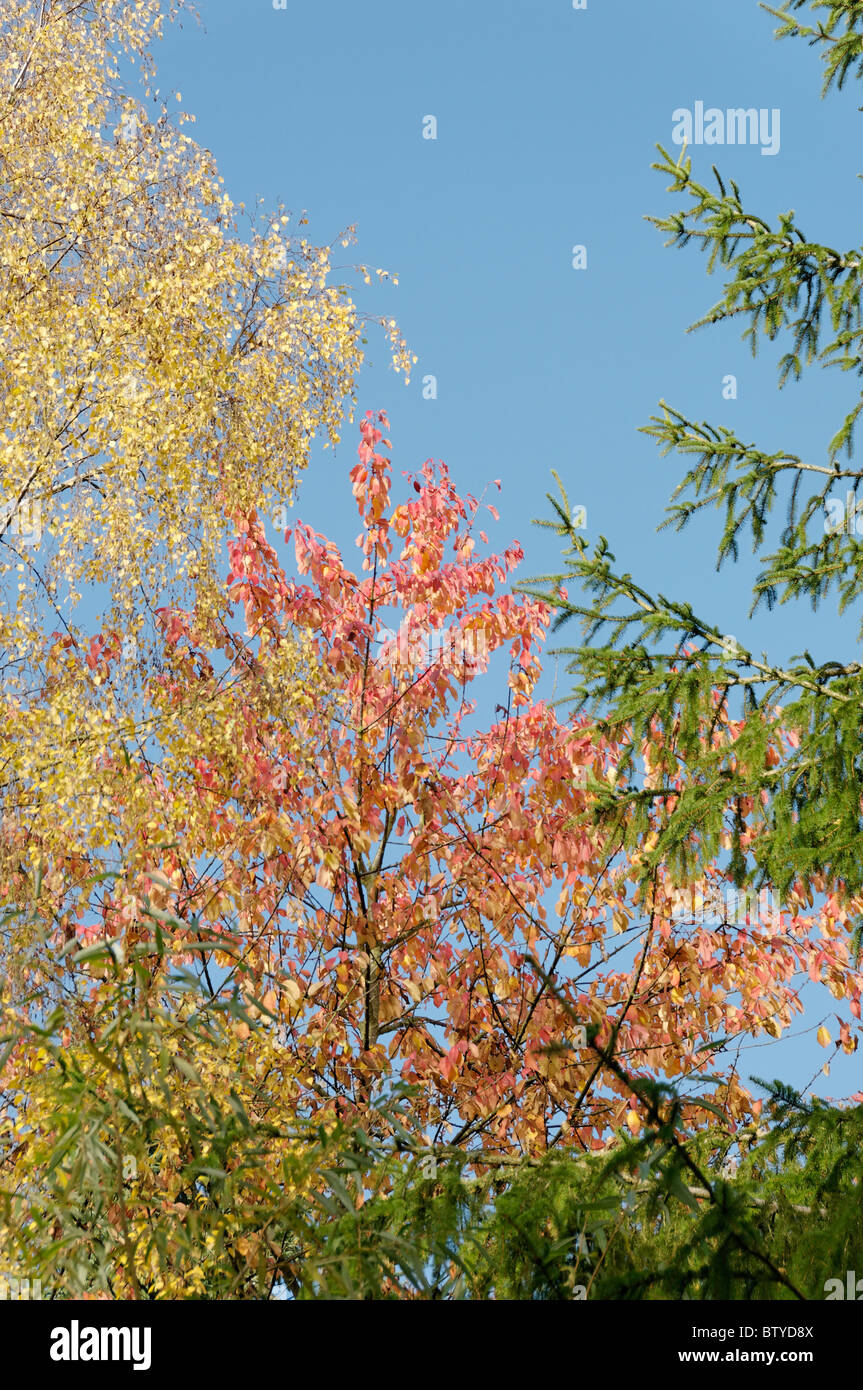 Couleurs d'automne à l'Arboretum Bodenham Banque D'Images