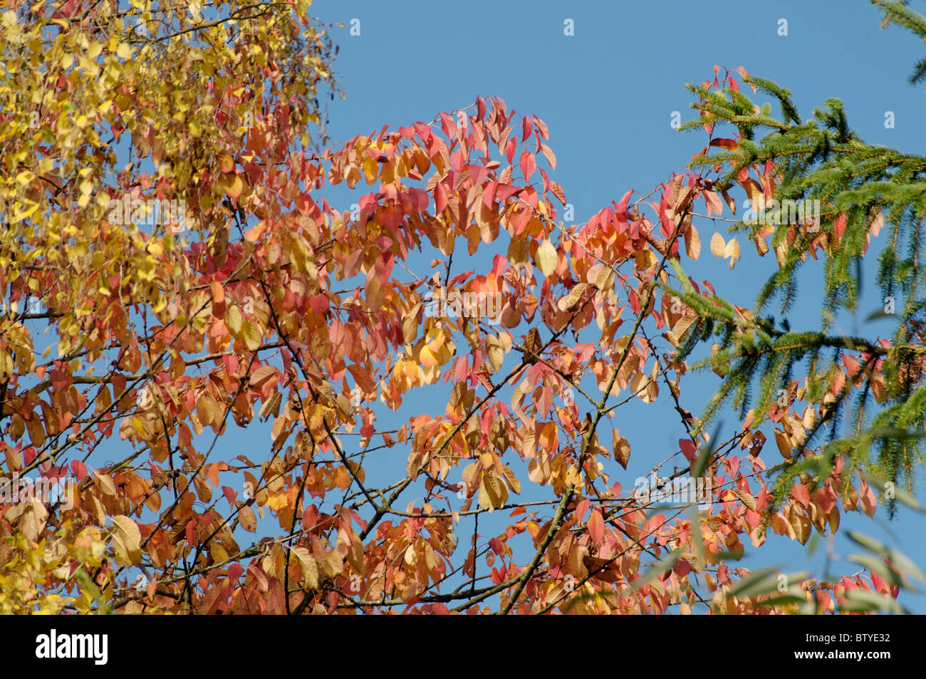 Couleurs d'automne à l'Arboretum Bodenham Banque D'Images