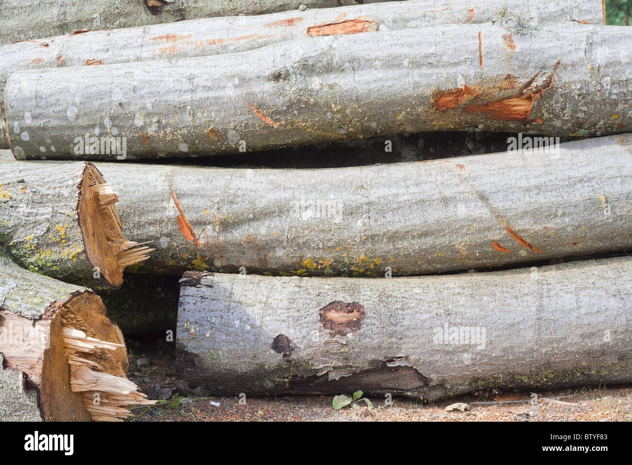 Les troncs d'un arbre tremble Banque D'Images