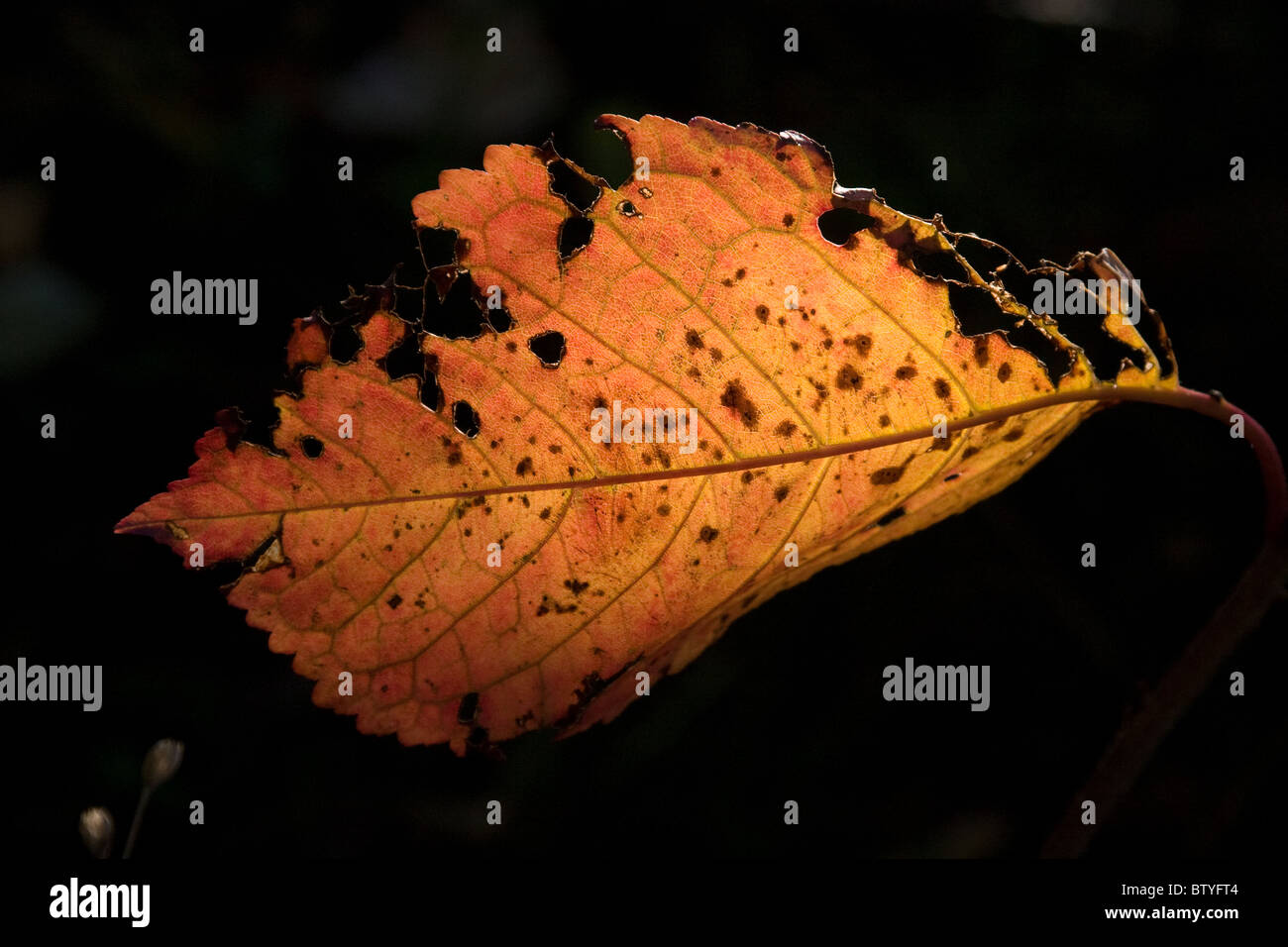 Vue de l'automne campagne Angleterre Kent Banque D'Images