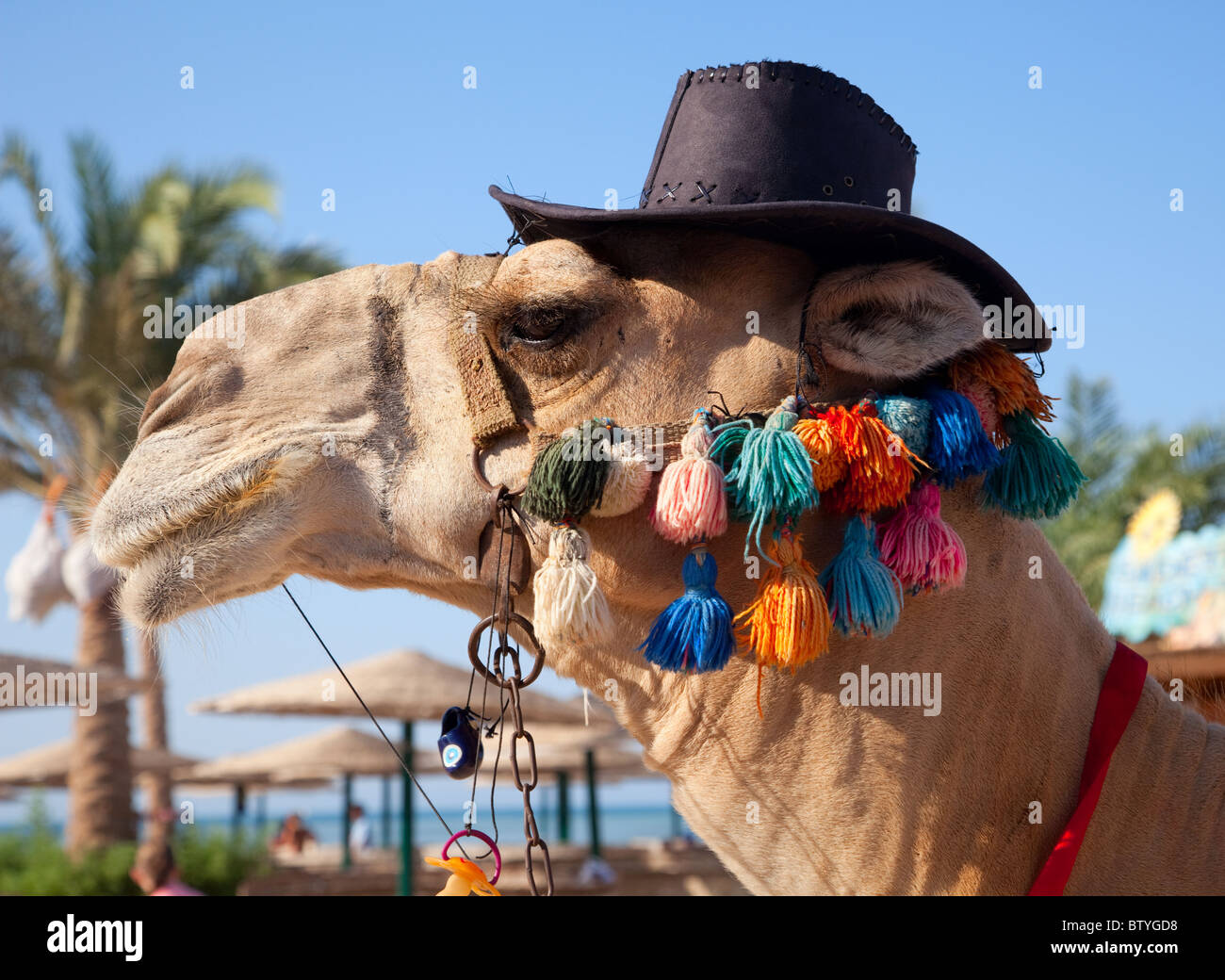 Chameau Rigolo Pour Transporter Les Touristes Sur La Plage Photo Stock Alamy Chameau Rigolo Pour Transporter Les Touristes Sur La Plage Photo Stock Alamy