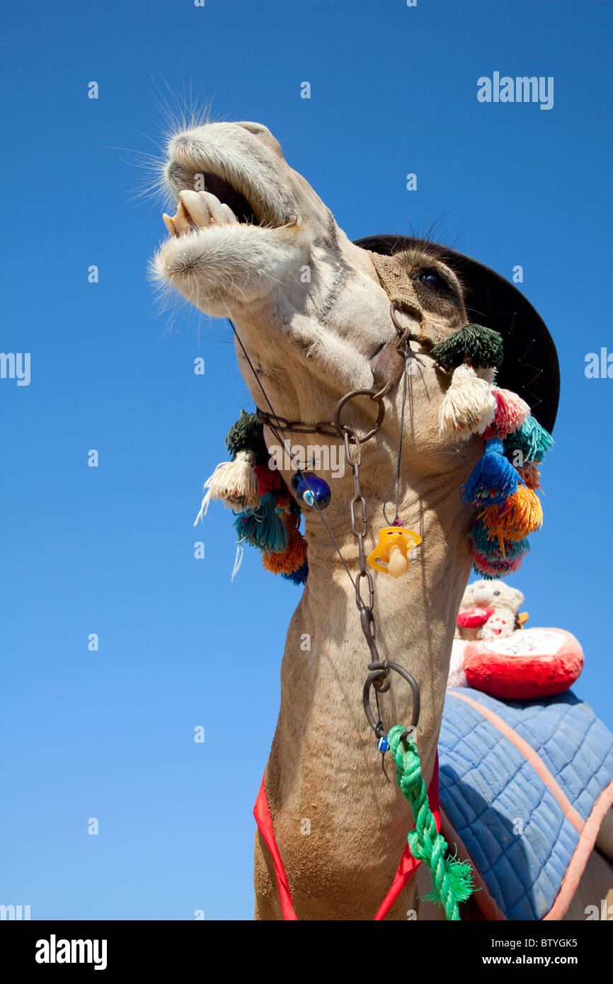 Chameau Rigolo Pour Transporter Les Touristes Sur La Plage Photo Stock Alamy Chameau Rigolo Pour Transporter Les Touristes Sur La Plage Photo Stock Alamy