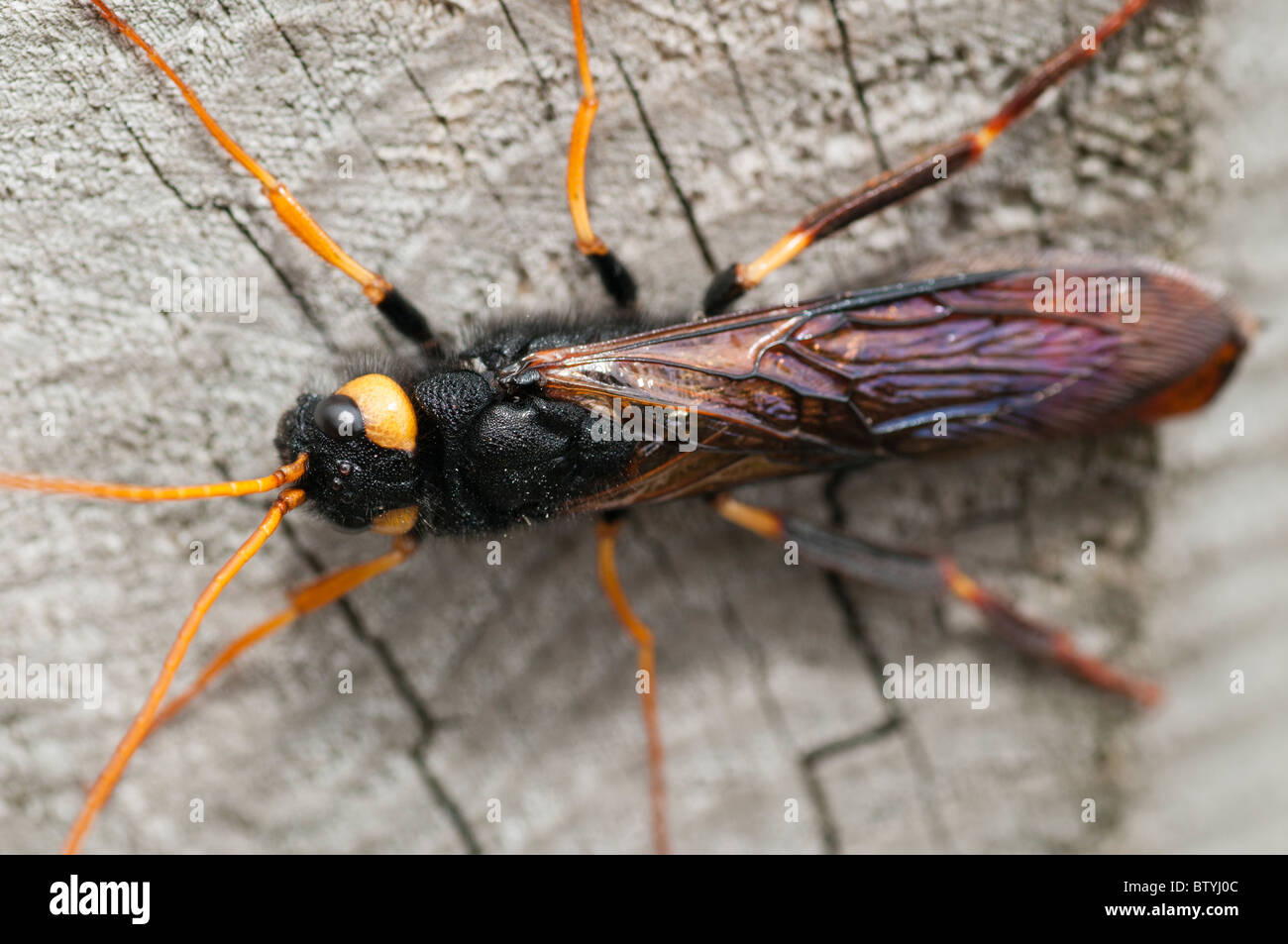 Wasp (Uroceras bois gigas) sur post le haut de 3 Frères, Selkirk Banque D'Images