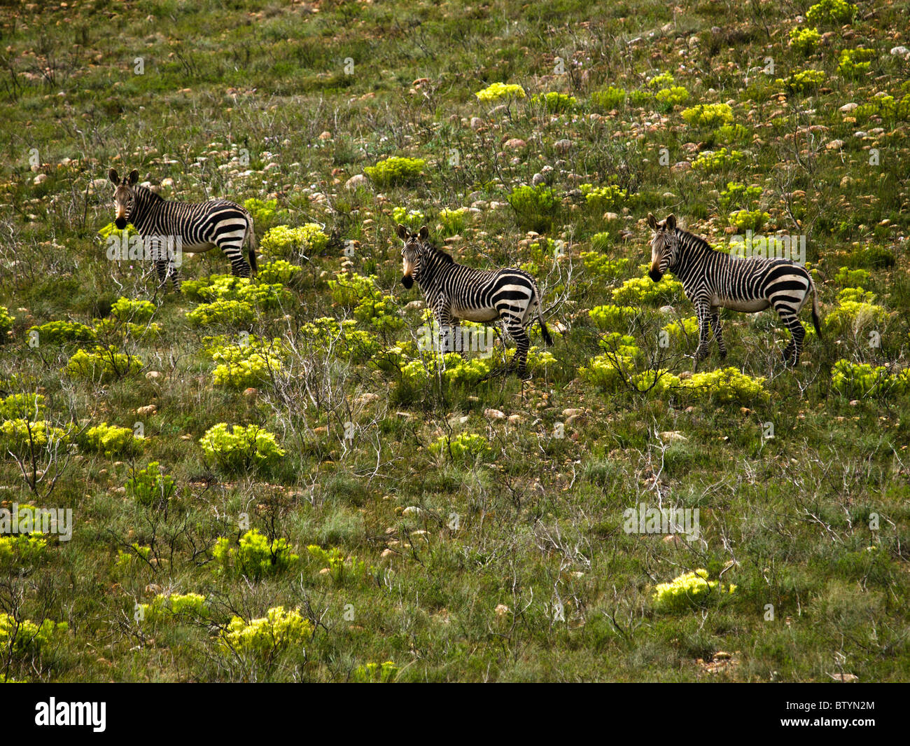 Au parc national de Bontebok dans la région de Little Karoo trois petits zèbres de montagne produisent un paysage graphique avec la savane. Banque D'Images