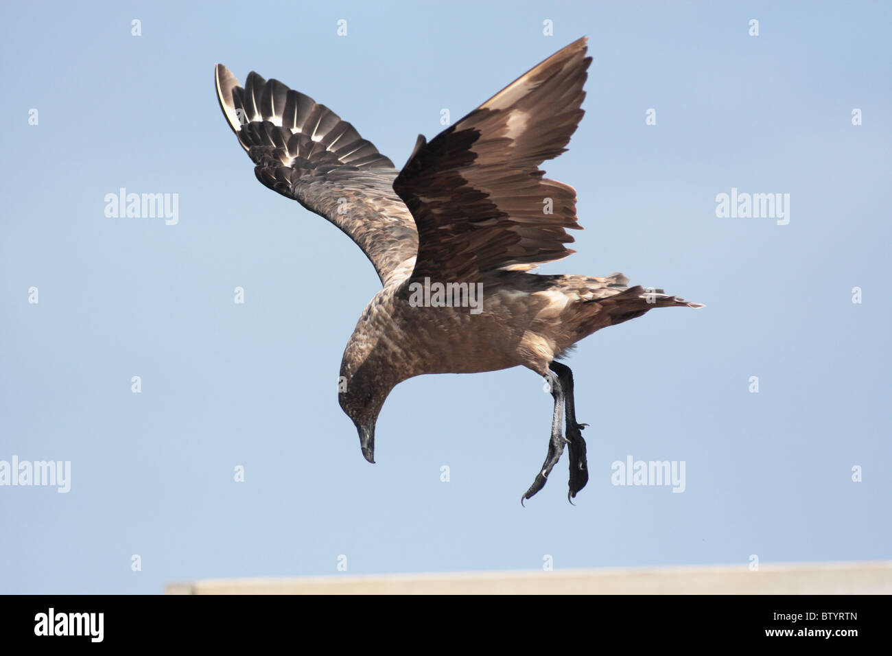 Un oiseau est sur le point d'atterrir sur un bateau Banque D'Images