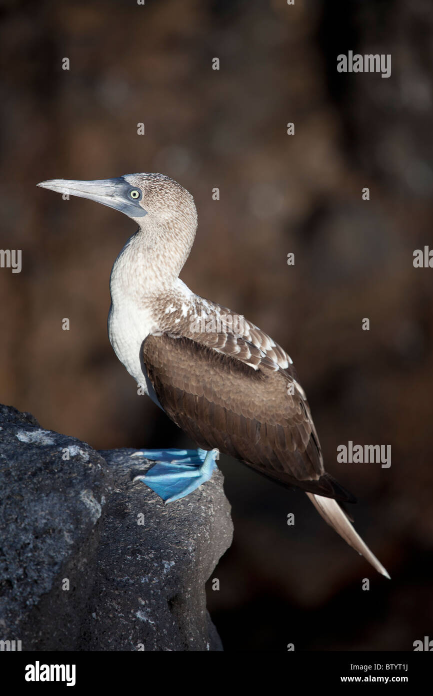 Fou à pieds bleus, de l'île South Plaza, îles Galapagos, Equateur Banque D'Images
