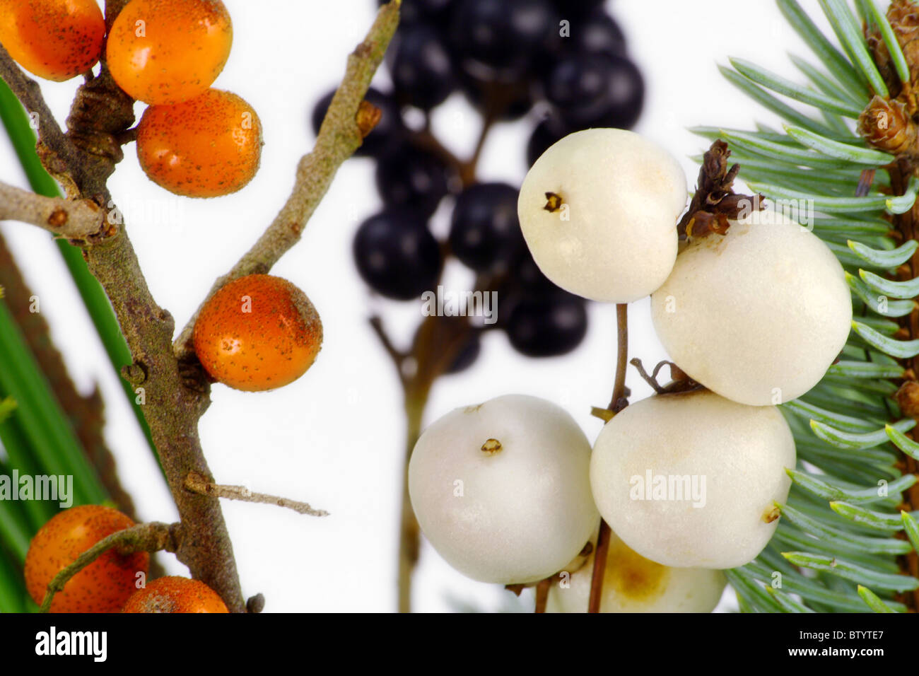 De fruits de bois et des aiguilles Banque D'Images