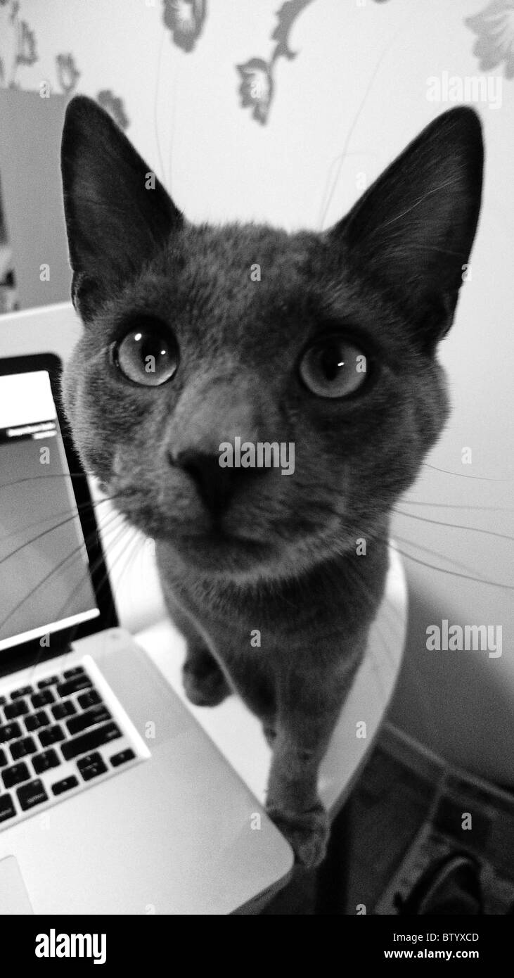 Chat gris sur une table de cuisine à côté de l'ordinateur. Banque D'Images