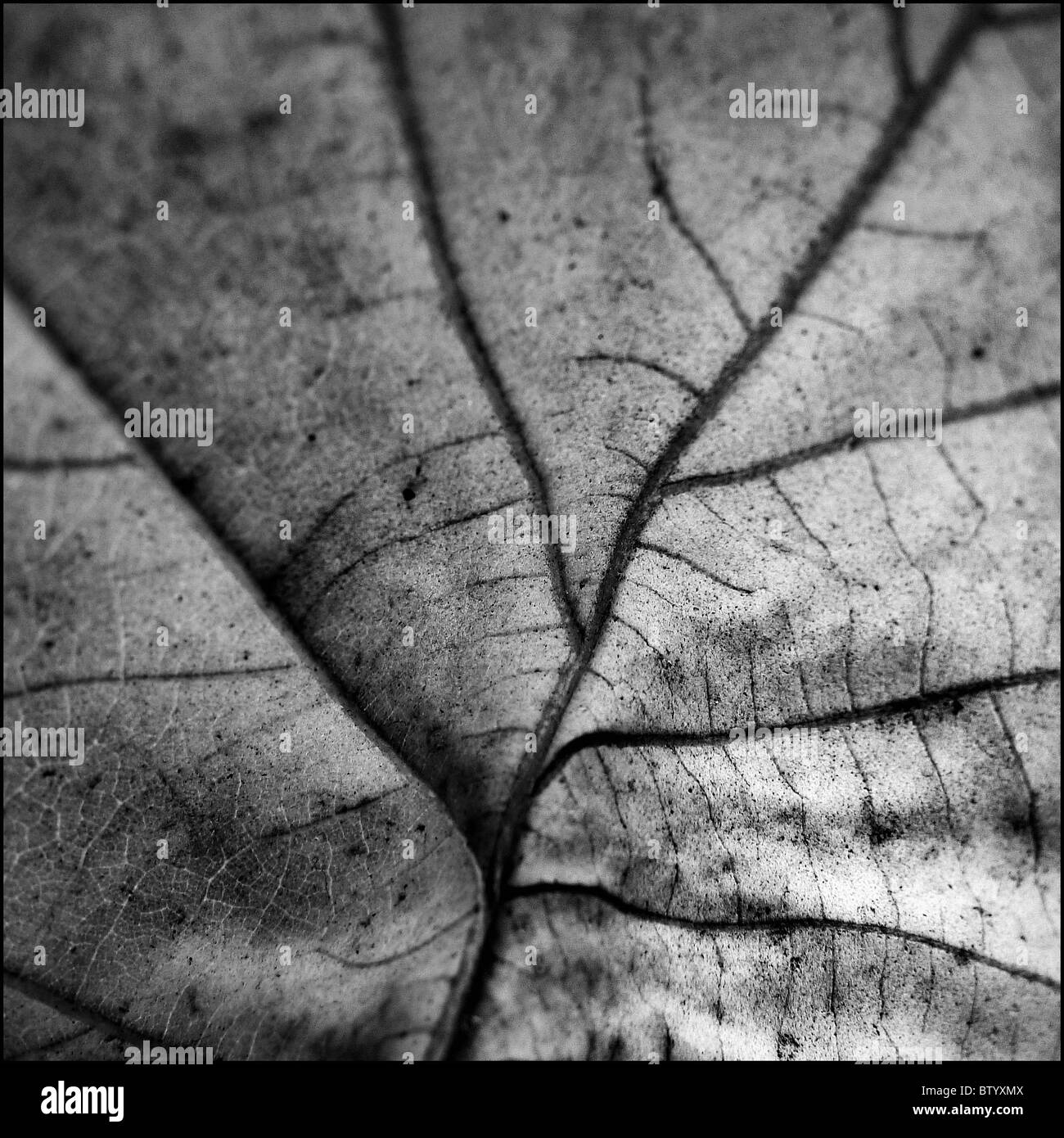 B&W close-up of fallen leaf. Banque D'Images