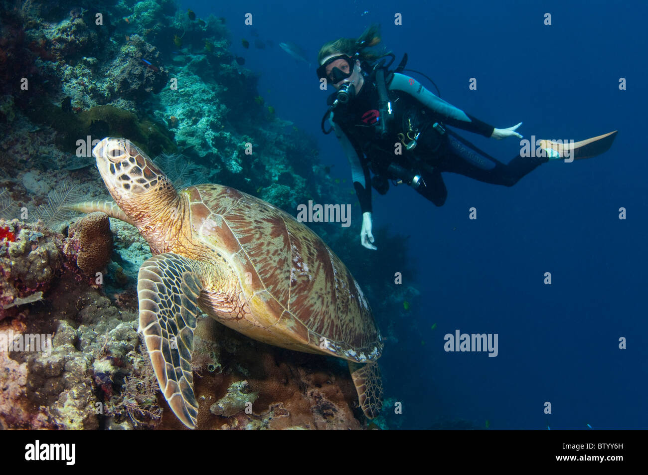 À la recherche d'un plongeur à la tortue verte, Chelonia mydas, reposant sur le récif, profil, Sipadan, Sabah, Malaisie Banque D'Images