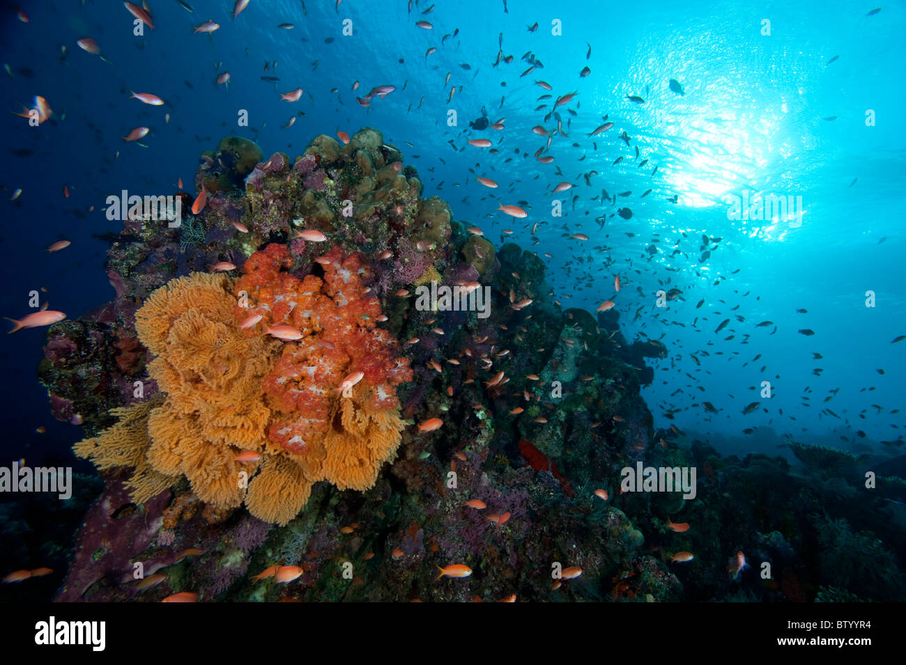 Reef scène avec Anthias, Sipadan, Sabah, Bornéo, Malaisie. Banque D'Images