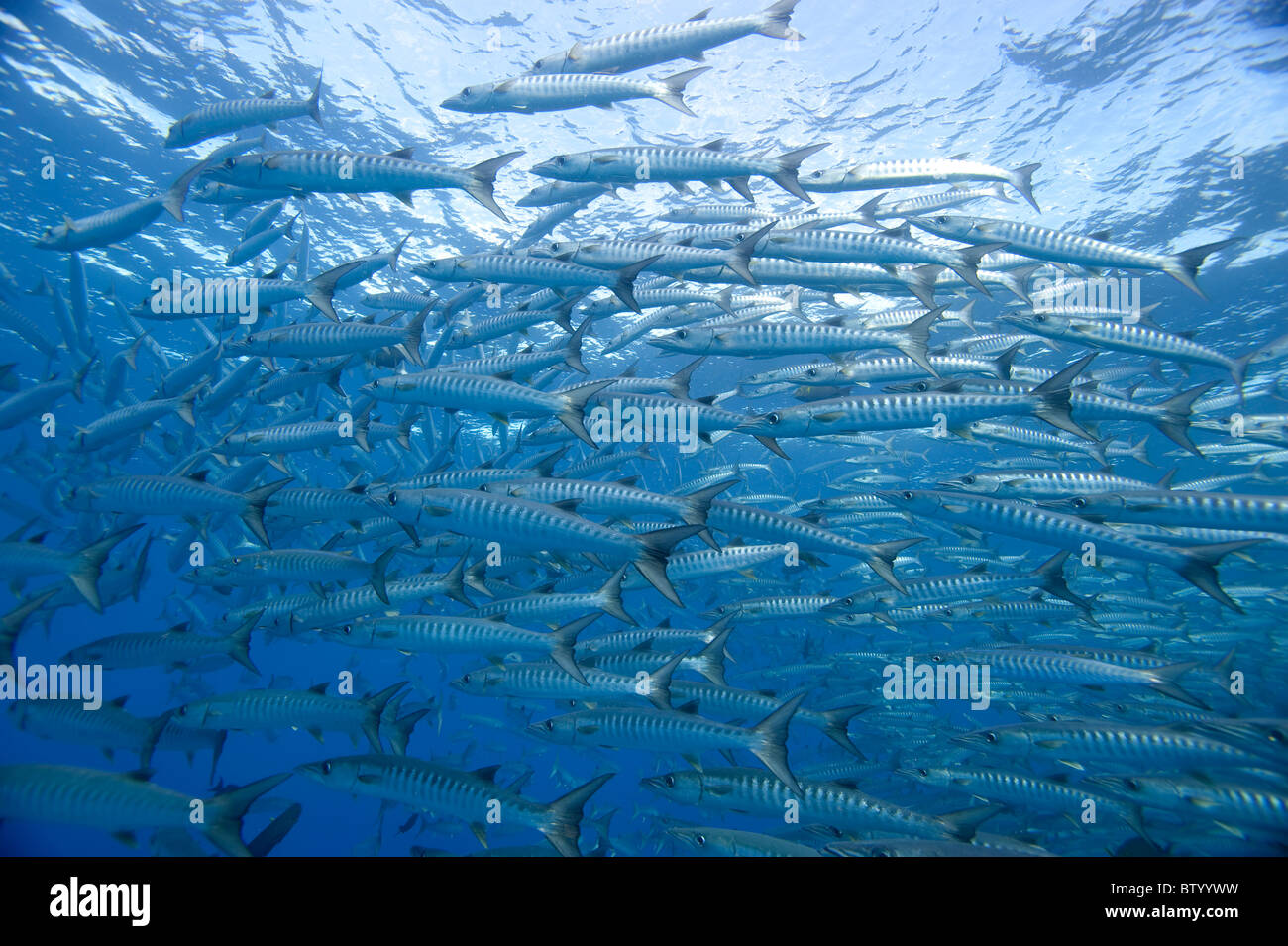 L'École de Chevron barracudas, Sphyraena quenie, dans le bleu piscine, profil, Sipadan, Sabah, Malaisie Banque D'Images