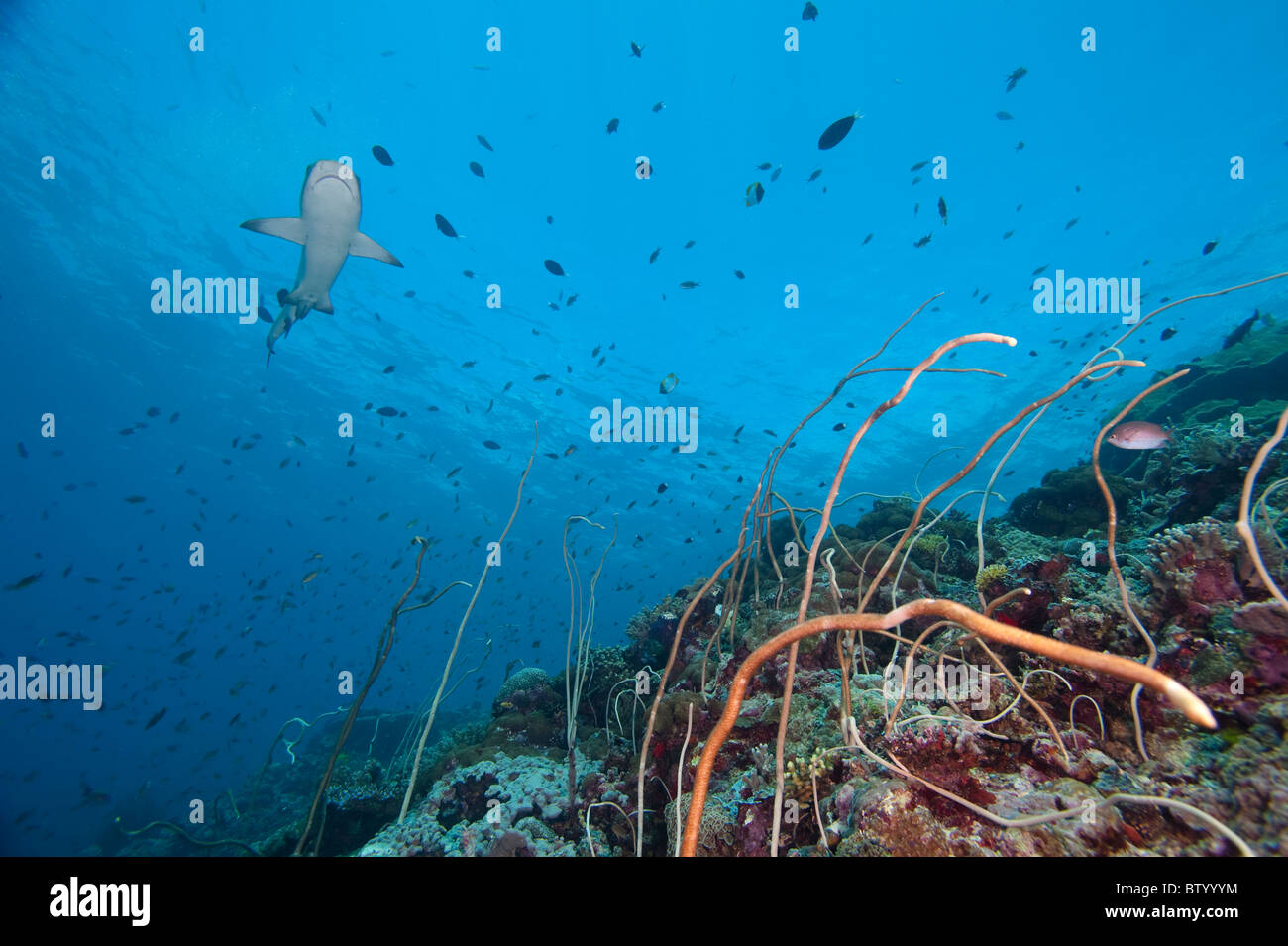 Au cours de natation de requins corail, Sipadan, Sabah, Bornéo, Malaisie. Banque D'Images